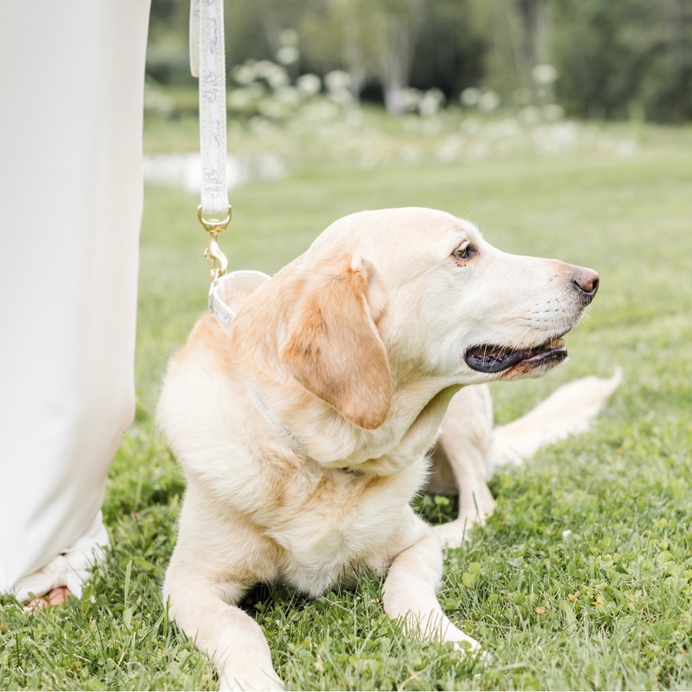 Up Country Inc. Love and Cherish Dog Collar